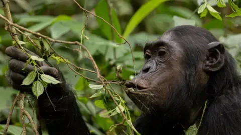 Apes Consuming a Daily Dose of a Beer Per Day from Overripe Fruits, Study Shows