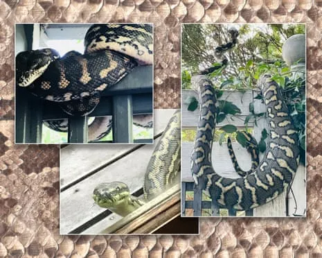 Accepting my Reptiles in My Ceiling: A Journey from Fear to Admiration