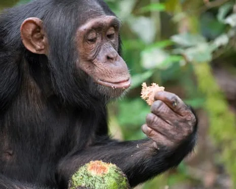 Wild Chimps Ingest Everyday Ethanol Equivalent to a Beer from Fermented Figs